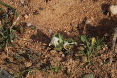 Colchicum capense ciliolatum
