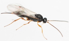 Mischoserphus