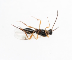 Mischoserphus