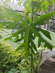 Magnoliopsida