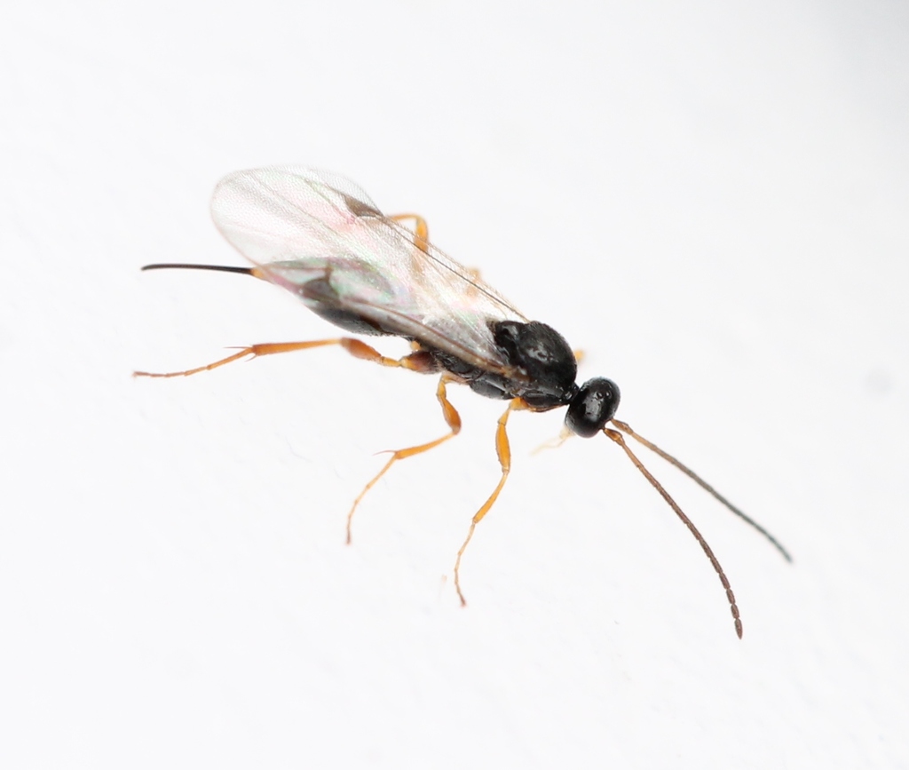 Mischoserphus
