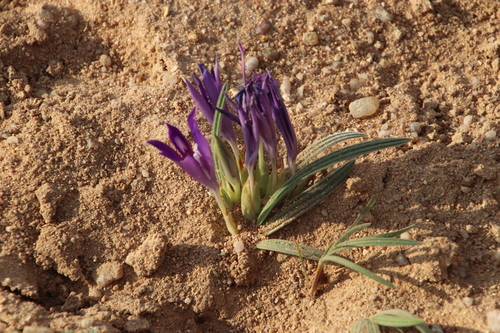 Babiana curviscapa