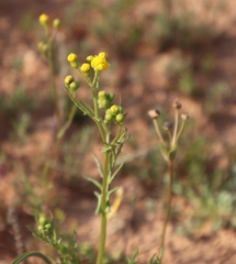 Senecio abruptus