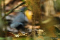 Ptilorrhoa caerulescens