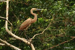Ardea sumatrana