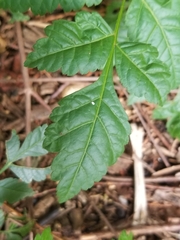 Magnoliopsida