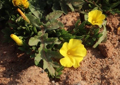 Oxalis namaquana