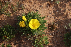 Oxalis namaquana