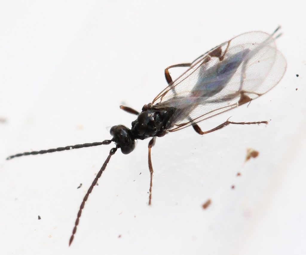 Tretoserphus