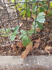 Rosaceae