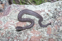 Crotalus pricei