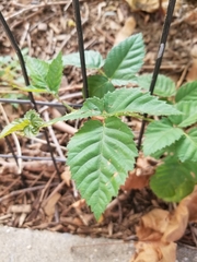 Rosaceae
