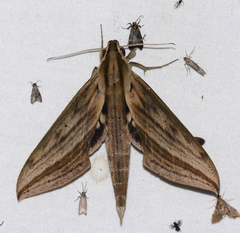Xylophanes anubus