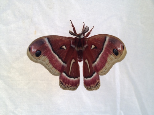 iNaturalist observation photo of Ceanothus Silk Moth