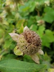 Monarda fistulosa