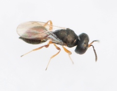 Callitula bicolor