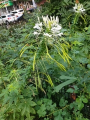 Cleome houtteana