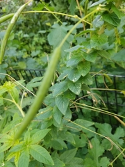 Cleome houtteana