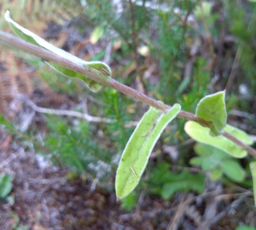 Incertae Sedis image