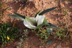 Colchicum capense ciliolatum