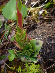 Echeveria paniculata