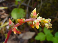 Echeveria paniculata