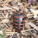 Red-banded Blister Beetles - Photo (c) firelilysackett, some rights reserved (CC BY-NC-ND), uploaded by firelilysackett