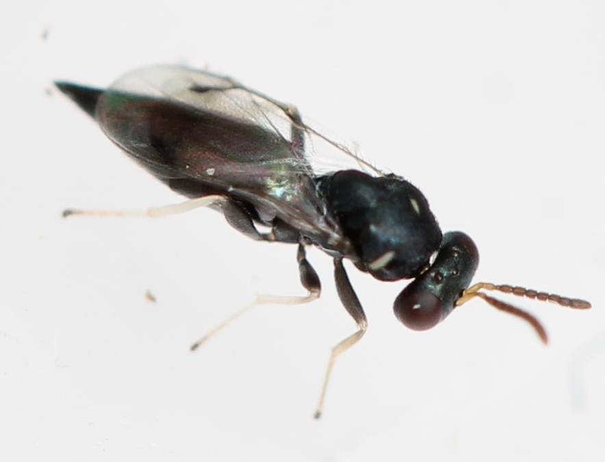 Cecidostiba