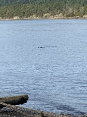 Phoca vitulina richardii