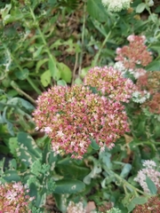Hylotelephium