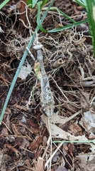 Stagmomantis carolina