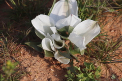 Colchicum capense ciliolatum