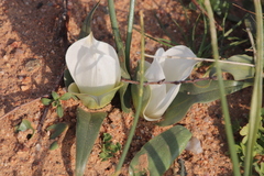 Colchicum capense ciliolatum
