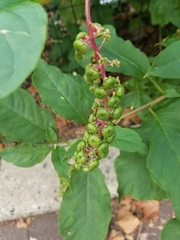 Phytolacca americana