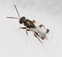 Cheiropachus quadrum