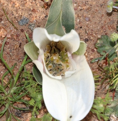 Colchicum capense ciliolatum