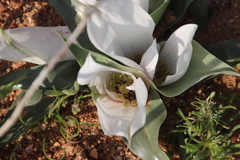 Colchicum capense ciliolatum