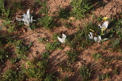 Colchicum capense ciliolatum