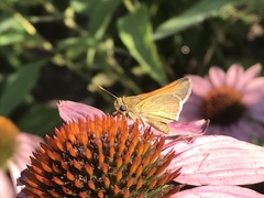 Polites themistocles