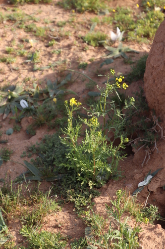 Image of Senecio abruptus by (c) Tony Rebelo, some rights reserved (CC BY-SA)