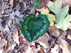 Cyclamen