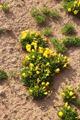 Oxalis namaquana