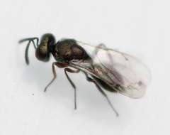 Cyrtogaster vulgaris