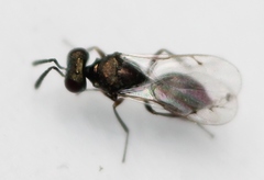 Cyrtogaster vulgaris