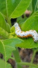 Pyrrhia