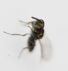 Cyrtogaster vulgaris