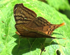 Hypanartia dione