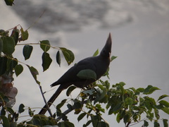 Corythaixoides concolor concolor