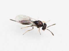 Gastrancistrus
