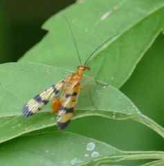 Panorpa neglecta